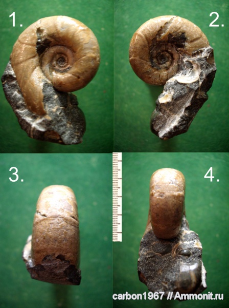 аммониты, мел, апт, Tetragonites, Ammonites, Eogaudryceras, Aptian, Cretaceous