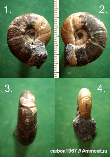 аммониты, мел, апт, Ammonites, Desmoceratidae, Aptian, Cretaceous