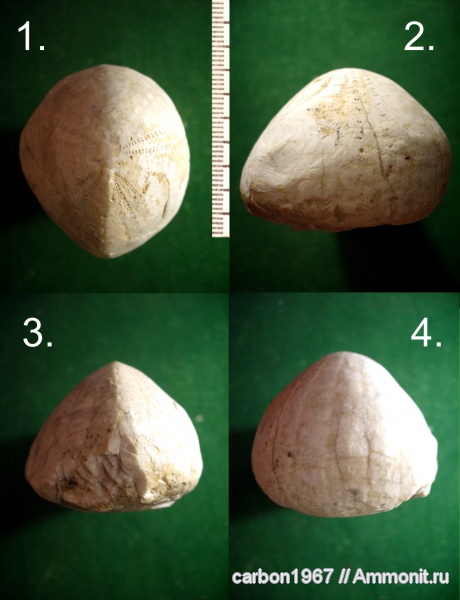 морские ежи, мел, Echinocorys, Cretaceous, Echinocorys belgicus