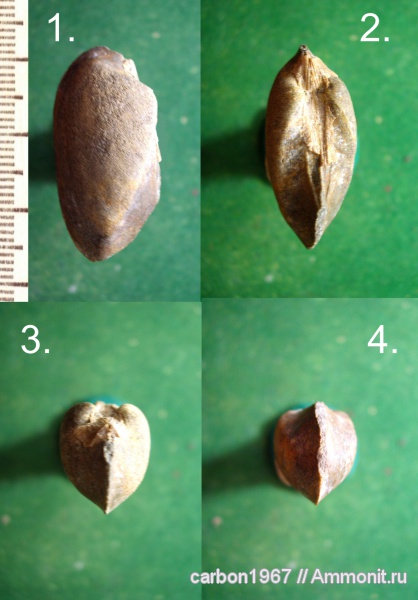 мел, двустворчатые моллюски, Grammatodon, Cretaceous