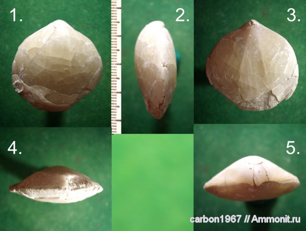 брахиоподы, мел, палеоген, Psilothyris, Cretaceous