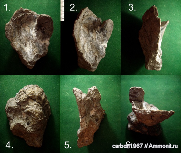 мел, двустворчатые моллюски, устрицы, Ostrea, Cretaceous