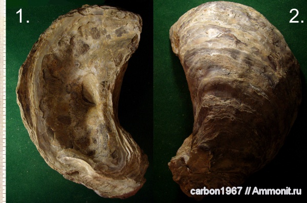 мел, двустворчатые моллюски, устрицы, Exogyra subsinuata, Cretaceous