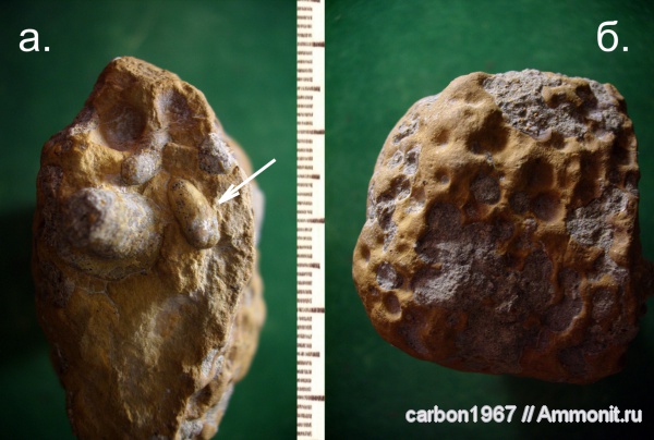 мел, двустворчатые моллюски, ихнофоссилии, камнеточцы, Cretaceous