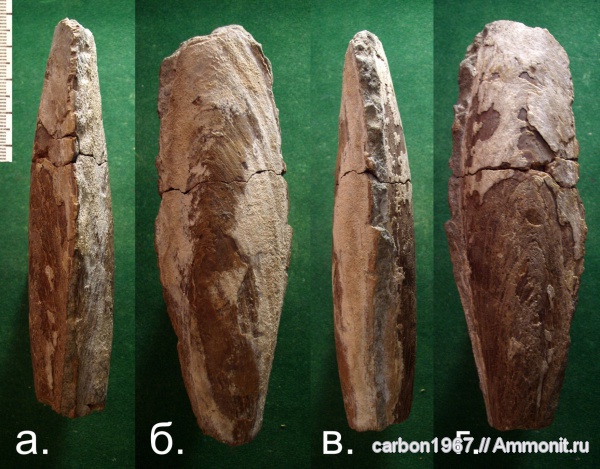 мел, двустворчатые моллюски, Pinna, изогномоны, Cretaceous