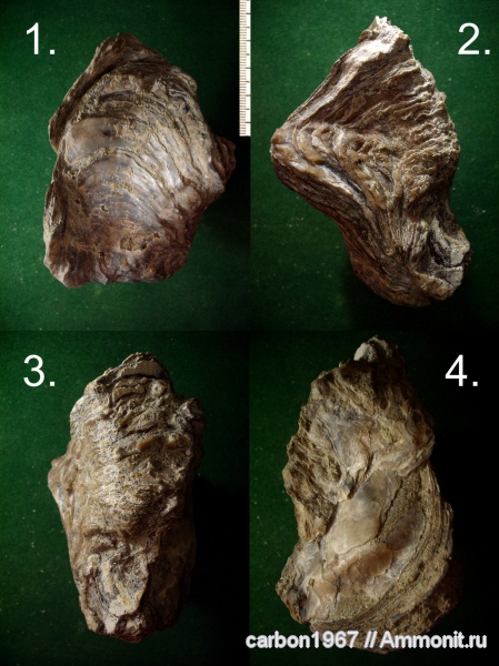 мел, двустворчатые моллюски, устрицы, Cretaceous