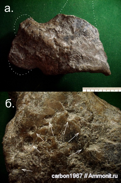 мел, двустворчатые моллюски, готерив, ихнофоссилии, Hauterivian, Cretaceous