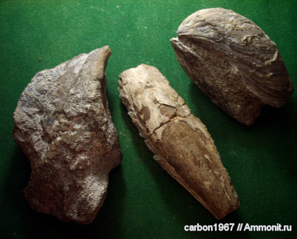 мел, двустворчатые моллюски, готерив, Hauterivian, Cretaceous