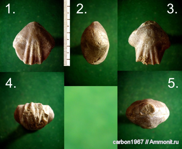 брахиоподы, мел, Cretaceous