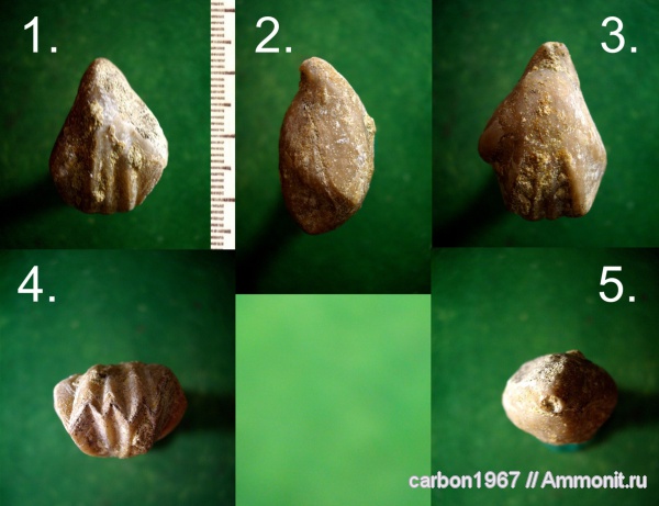брахиоподы, мел, Cretaceous