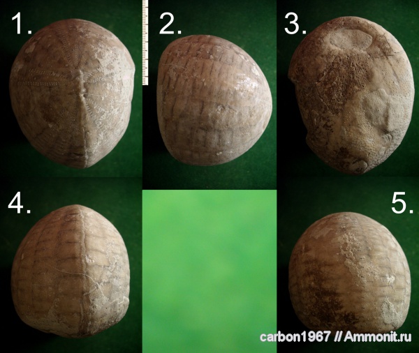 морские ежи, мел, палеоген, Echinocorys, Cretaceous