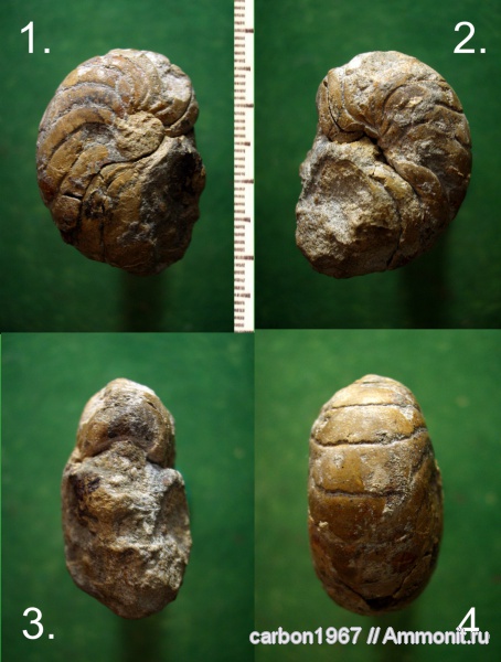 мел, наутилусы, Cretaceous