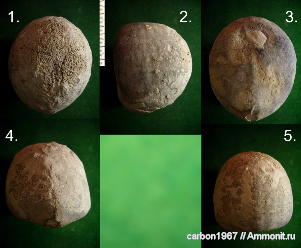 морские ежи, мел, Echinocorys, Cretaceous