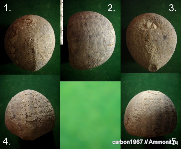морские ежи, мел, палеоген, Echinocorys, Cretaceous