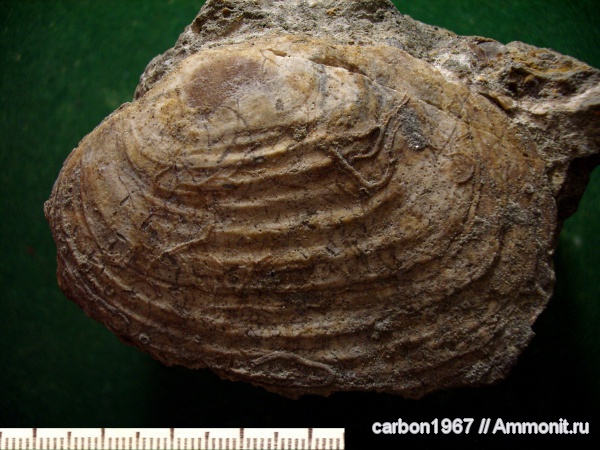 мел, двустворчатые моллюски, Laternula, Cretaceous