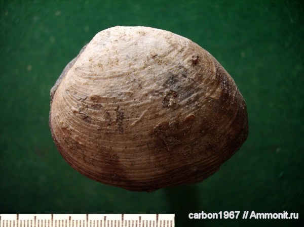мел, двустворчатые моллюски, Venilicardia, Cretaceous
