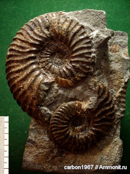 аммониты, мел, Ammonites, Cretaceous