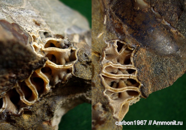 аммониты, мел, Ammonites, Cretaceous