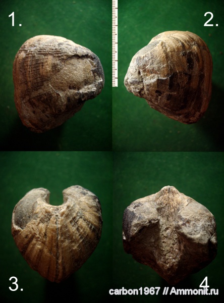 мел, двустворчатые моллюски, Cucullaea, Cretaceous