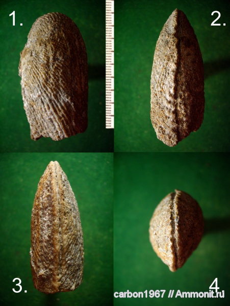 мел, двустворчатые моллюски, Ptychomya, Cretaceous