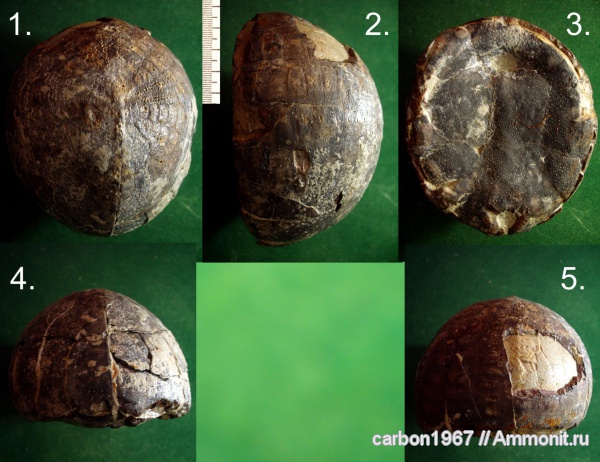 морские ежи, мел, Echinocorys, Cretaceous
