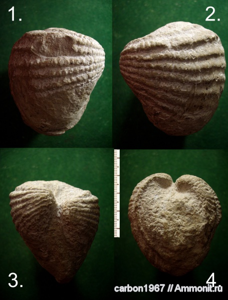 мел, двустворчатые моллюски, Pholadomya, Cretaceous