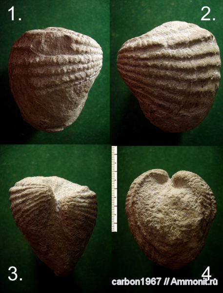 мел, двустворчатые моллюски, Pholadomya, Cretaceous