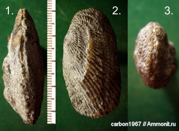 мел, двустворчатые моллюски, Ptychomya, Cretaceous