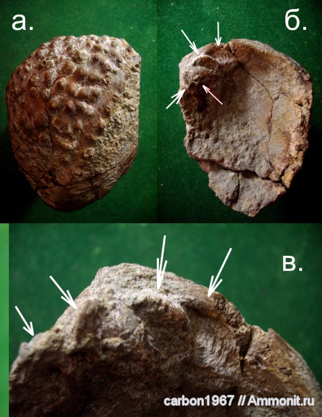 мел, двустворчатые моллюски, тригонии, Cretaceous