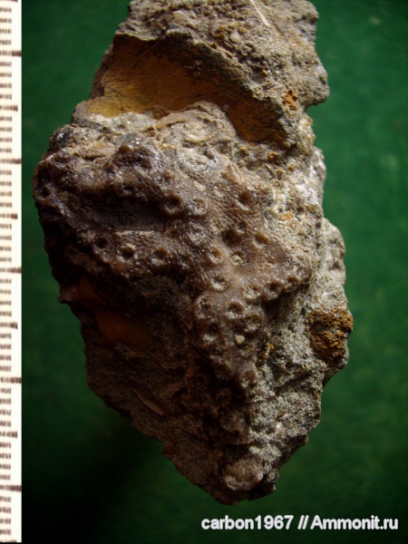 мел, кораллы, кишечнополостные, Cretaceous