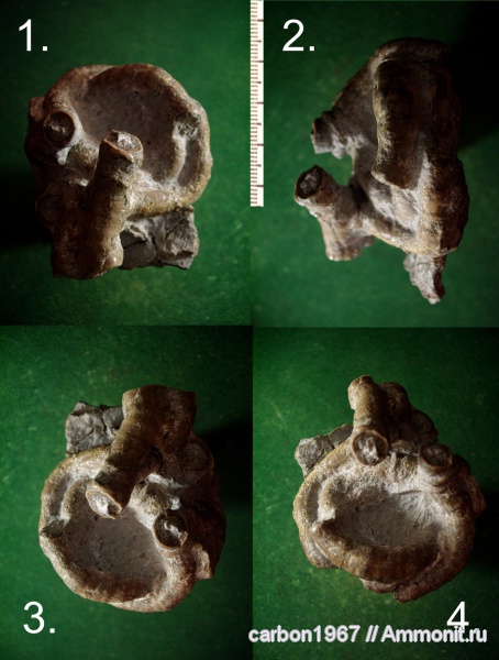 мел, черви, Cretaceous