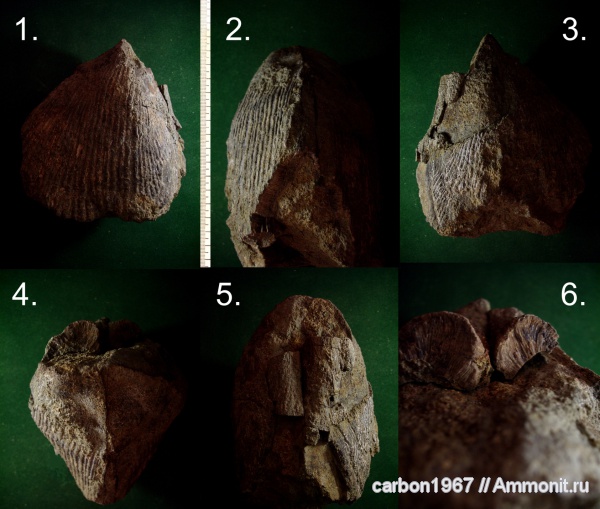 мел, двустворчатые моллюски, Pinnidae, Trichites, Cretaceous