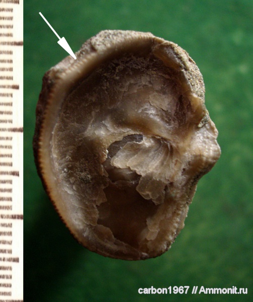 мел, двустворчатые моллюски, устрицы, Amphidonta, Cretaceous
