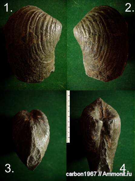 мел, двустворчатые моллюски, Panopaea, Cretaceous
