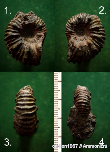 аммониты, мел, Epicheloniceras, Ammonites, Cretaceous
