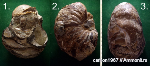 мел, наутилусы, Cretaceous