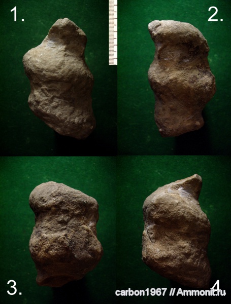 мел, членистоногие, ихнофоссилии, Cretaceous