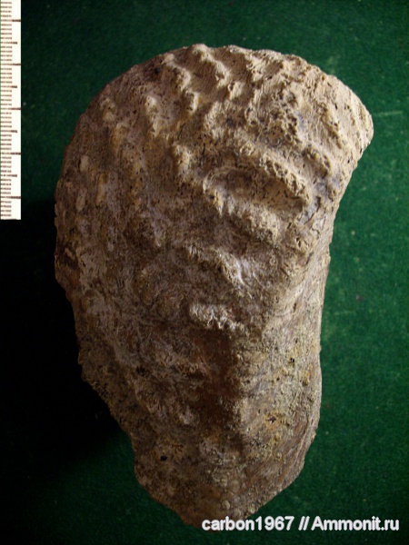 мел, двустворчатые моллюски, тригонии, Iotrigonia, Cretaceous