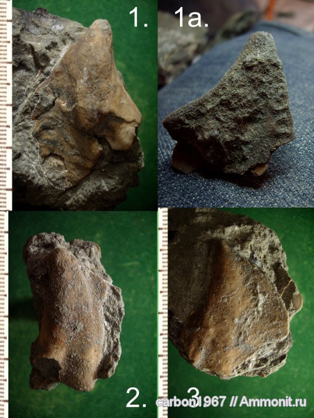 мел, двустворчатые моллюски, изогномоны, Cretaceous