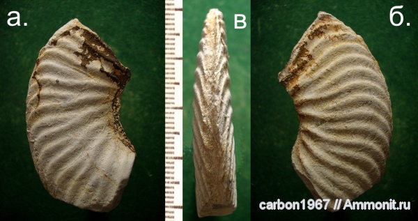 аммониты, мел, Ammonites, Cretaceous