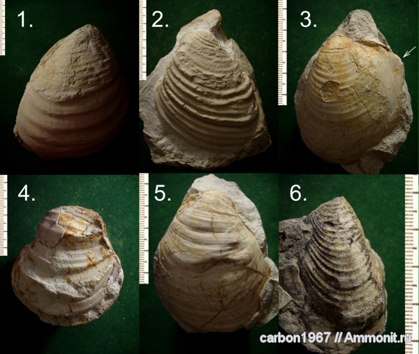 мел, двустворчатые моллюски, Inoceramus, Cretaceous