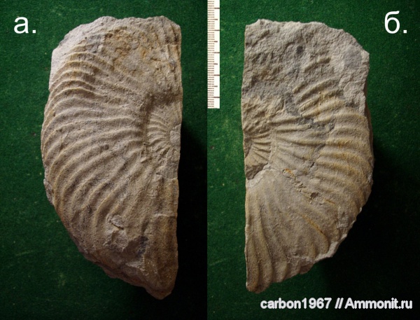аммониты, мел, Ammonites, Cretaceous
