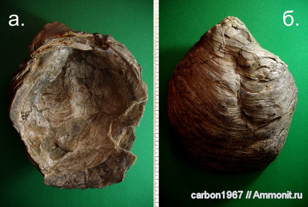 мел, двустворчатые моллюски, устрицы, Amphidonta, Cretaceous