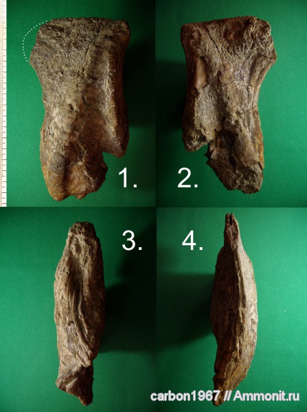 мел, двустворчатые моллюски, Isognomon, Cretaceous