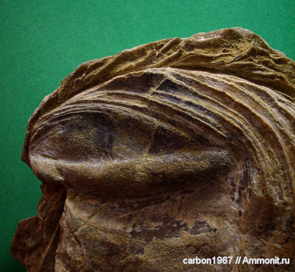 мел, двустворчатые моллюски, Cretaceous