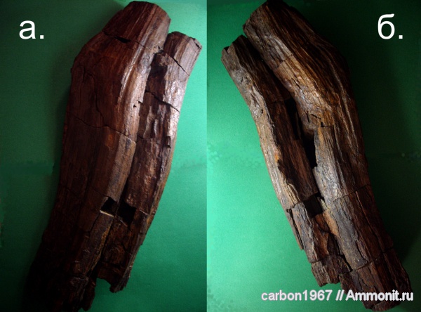 карбон, окаменевшее дерево