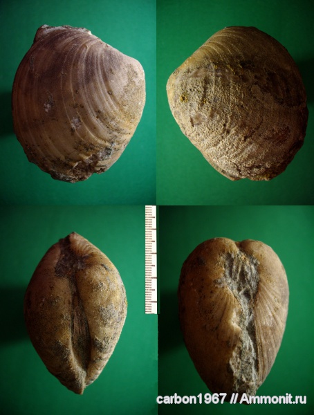 мел, двустворчатые моллюски, Cretaceous