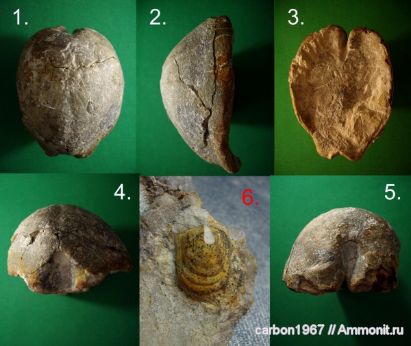 морские ежи, мел, Guettaria, Cretaceous