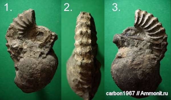 аммониты, мел, Ancyloceras, Ammonites, Cretaceous