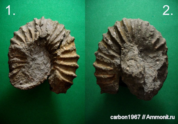 аммониты, мел, гетероморфные аммониты, Ammonites, Cretaceous, heteromorph ammonites